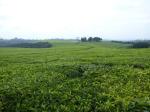 Kenyan Tea Fields
