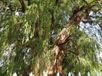 The worlds largest tree - circumference wise! Oaxaca